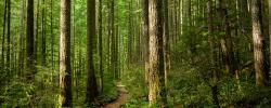 Esta nueva investigación defiende una transformación profunda en la manera de gestionar los bosques europeos / istock